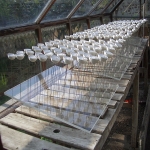 \'Greenhouse Culture\'